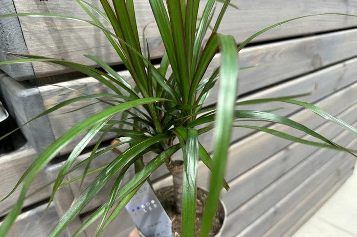 3 Fertilizers That Do Tricks With Flowers: Buds Will Bloom Even On Young Stems Dracaena