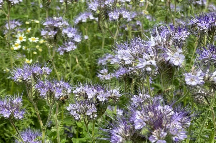 What is better for the garden, phacelia or mustard: the battle of super green manures for the title of the best gardener's assistant Phacelia