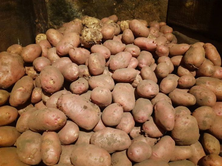 Le danger mortel des pommes de terre : comment un légume peut tuer une personne pomme de terre