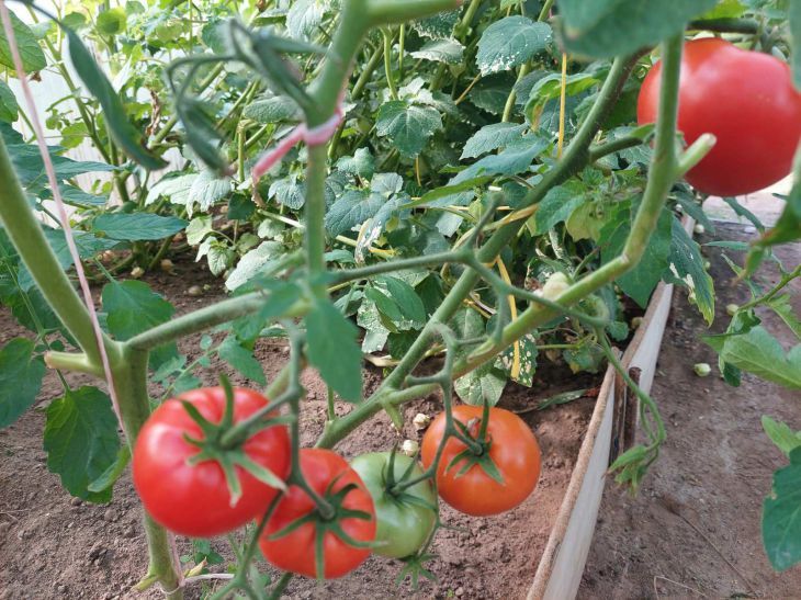 Nehmen Sie anstelle von Früchten ein Gemüse. Machen Sie diese Fehler nicht beim Tomatenanbau Tomaten