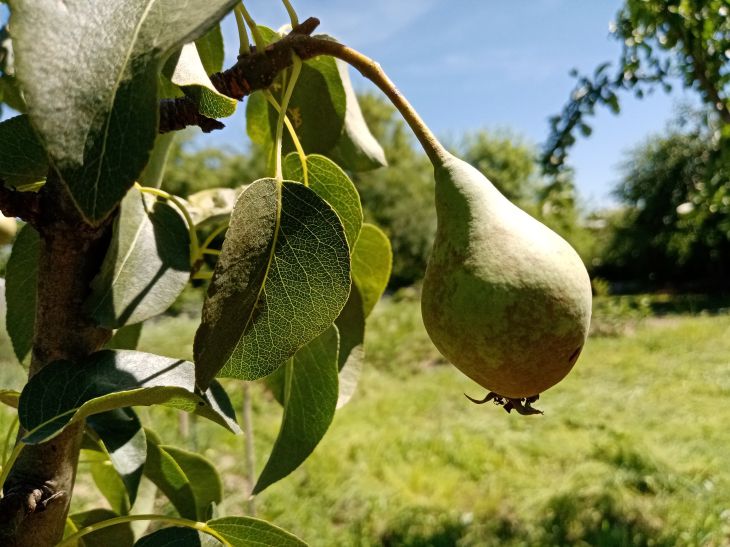 So verdreifachen Sie Ihre Birnenernte: Mit diesem Trick können Sie eimerweise Früchte sammeln Birne