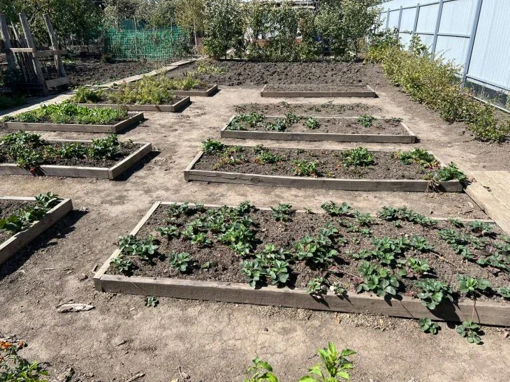 Ideal neighbors in the garden: what vegetables can be grown together Beds