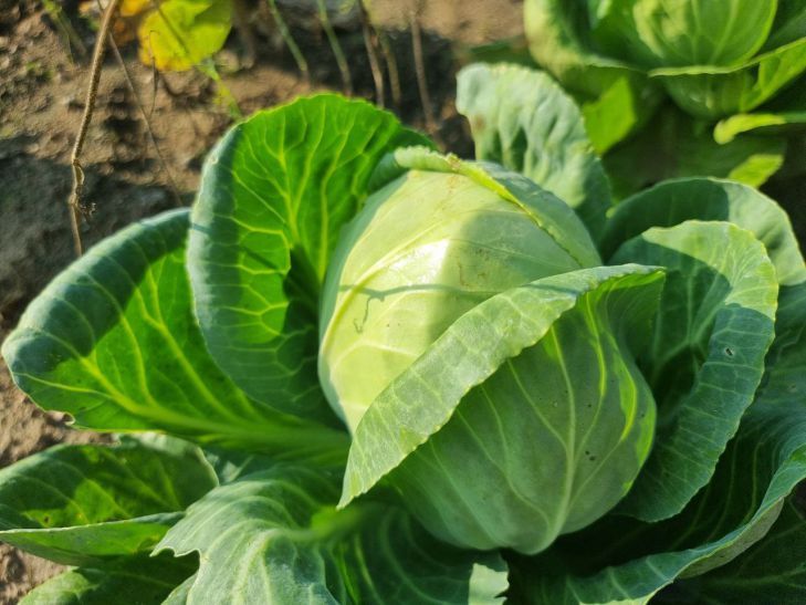 After what you can’t grow cabbage: 3 common mistakes of summer residents cabbage