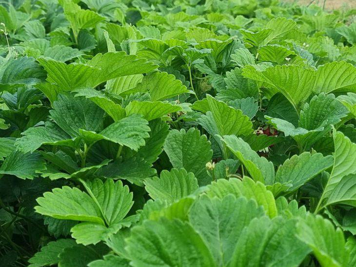 Favorite and unfavorite places for strawberries: how to choose the ideal plot in the country strawberry