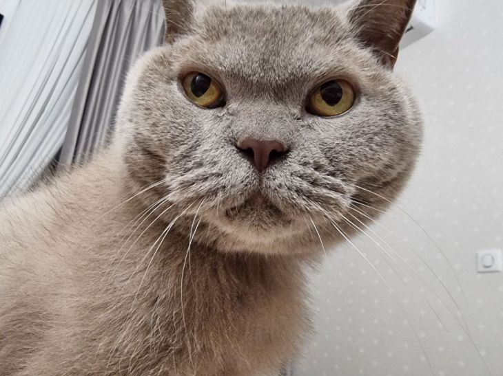 Por qué los gatos le temen a los plátanos: explicaciones inesperadas gato