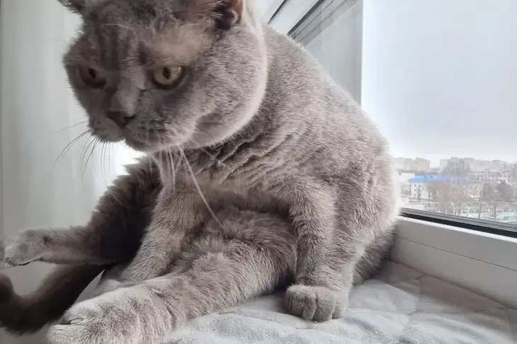 Welche Hunderasse verträgt sich am besten mit Katzen: pelzige Freunde für immer Katze