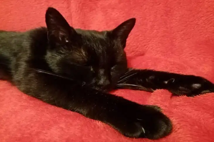 When to Trim Your Cat's Claws: 4 Signs That Indicate It Cat
