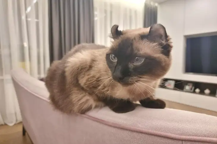 Which cat breed is the smartest: top genius purrs that can surprise their owner Cat