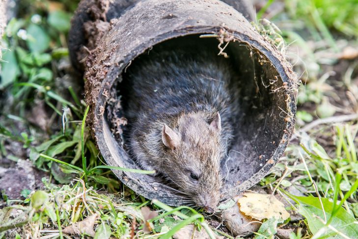 How One Plant Can Rid Your Summer Cottage of Rats: Only a Few Know About This rat