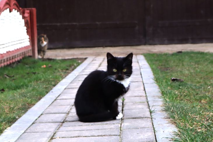 Comment protéger votre chalet des rats ? Voici 4 choses que les rongeurs n'aiment pas chat