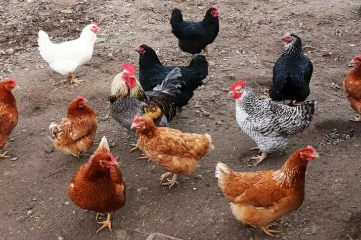 Who came up with the idea to build a hotel in the shape of a rooster: it is recognized as the largest building in the shape of this bird Chickens