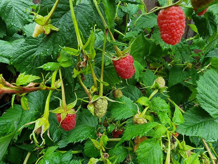 Ne le plantez sous aucun prétexte à côté de framboises : vous perdrez la récolte. framboise