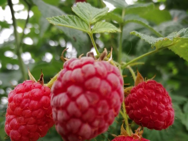 Wie man Himbeeren ohne Würmer anbaut: Dieses Supermittel hilft Himbeere