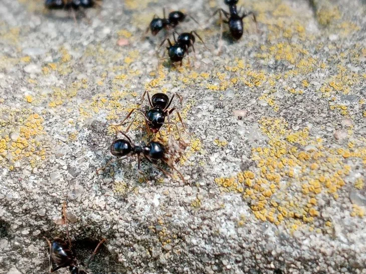 Formas de combatir las hormigas en el jardín: lo que los veraneantes aún no saben hormigas