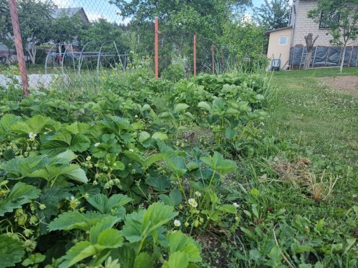 Cómo deshacerse de caracoles y babosas en el jardín: métodos populares jardín