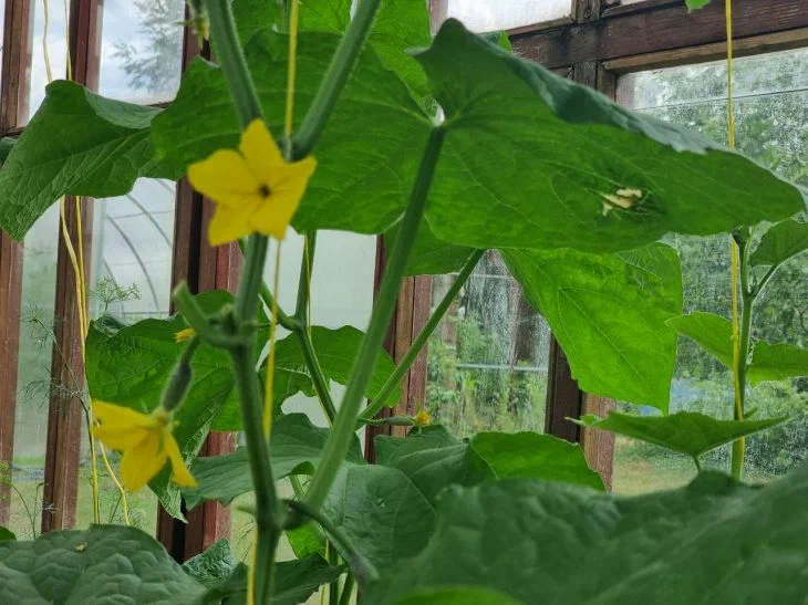 Why do cucumbers form empty flowers: reasons and ways to eliminate the problem Cucumbers