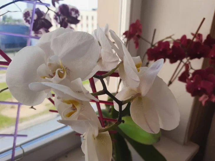 How to Understand That It's Time to Water an Orchid: 3 Main Signs Orchid
