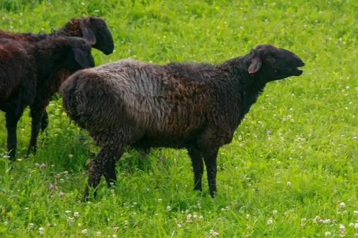 Australian farmer gets her animals into Guinness Book of Records: She had to work hard Sheep