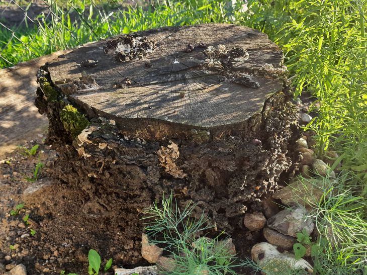 So entfernen Sie ganz einfach einen Baumstumpf auf Ihrem Grundstück: Normales Salz hilft Stumpf