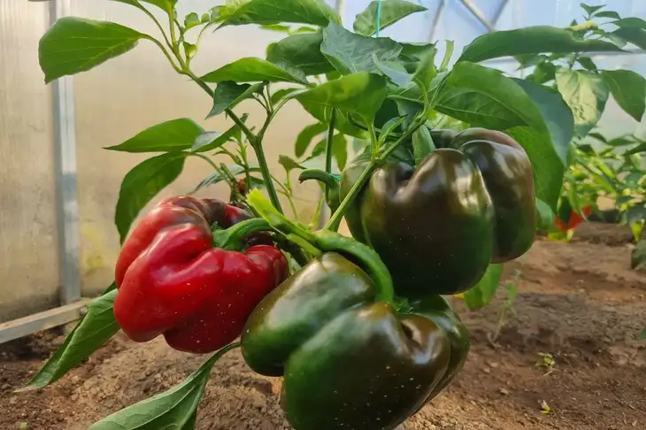 Was lässt sich besser neben Paprika pflanzen: einfache Tricks, um Ihren Ertrag zu verdoppeln Pfeffer