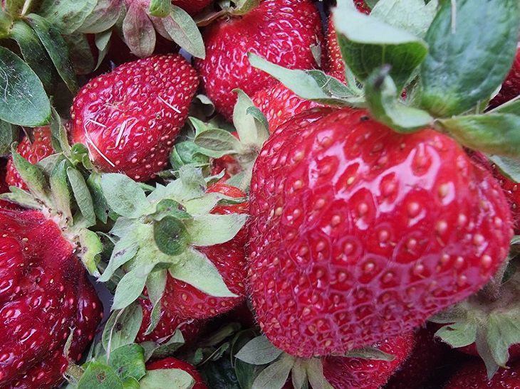Finnish Method: How to Grow Especially Sweet Strawberries strawberry
