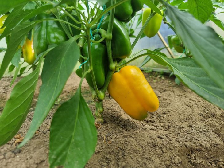 Que peut-on planter à côté des poivrons dans une serre : ces voisins sont idéaux poivre