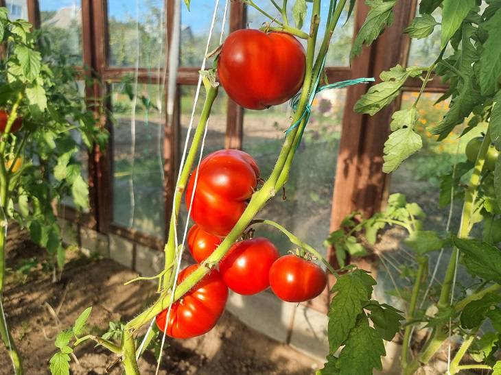 Three varieties of greenhouse tomatoes that bear fruit in any weather: what advanced gardeners choose tomatoes