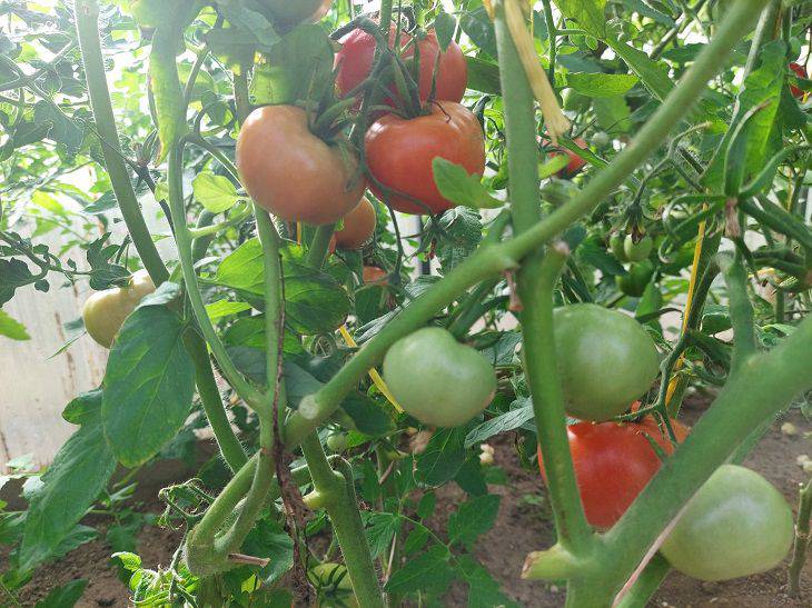 Plant these 5 plants at the feet of tomatoes: they will grow on their own and will not interfere with the tomatoes tomatoes
