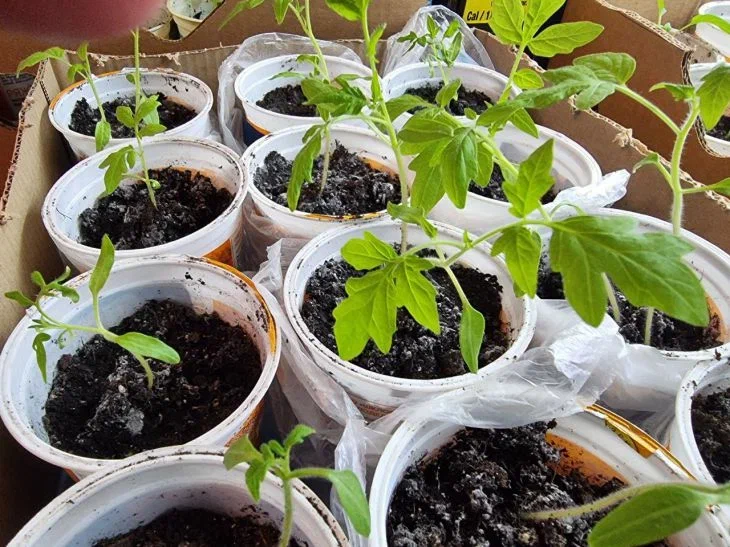 What to do with stretched seedlings: cutting off the top won't help Seedling