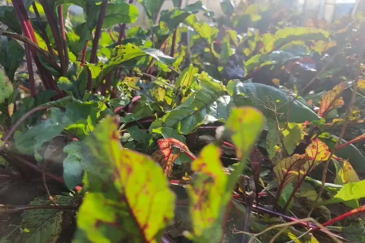 7 Ways to Control Spider Mites on Plants: Not Just Insecticides Plants