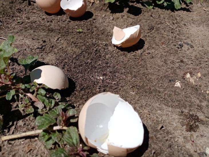 So düngen Sie Ihren Garten richtig mit Eierschalen, um eine reiche