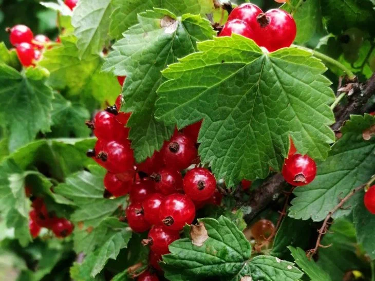 What to do to increase the yield of raspberries by 10 times and currants by 2 times: a clever way has been found Currant