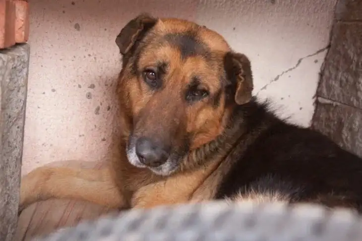 Warum Hunde es lieben, in übelriechenden Dingen herumzuwälzen: Dafür haben sie ihre eigenen Gründe Hund