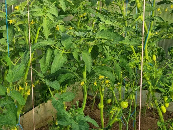 Tomato varieties for lazy gardeners: you will harvest buckets with minimal care Tomatoes