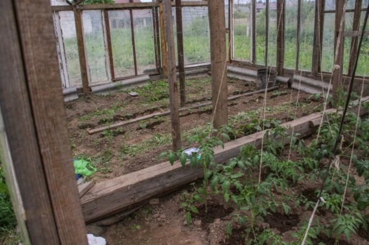 How to protect tomatoes from cool nights and morning fogs: affordable recipes for medicinal solutions Tomatoes