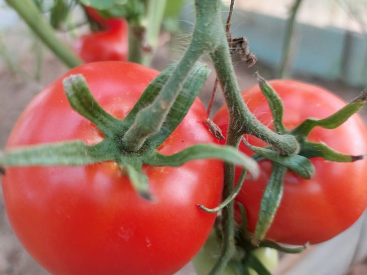 So erzielen Sie eine Rekordernte an Tomaten: Folgendes müssen Sie in das Loch geben, wenn Sie Setzlinge in den Boden pflanzen Tomaten