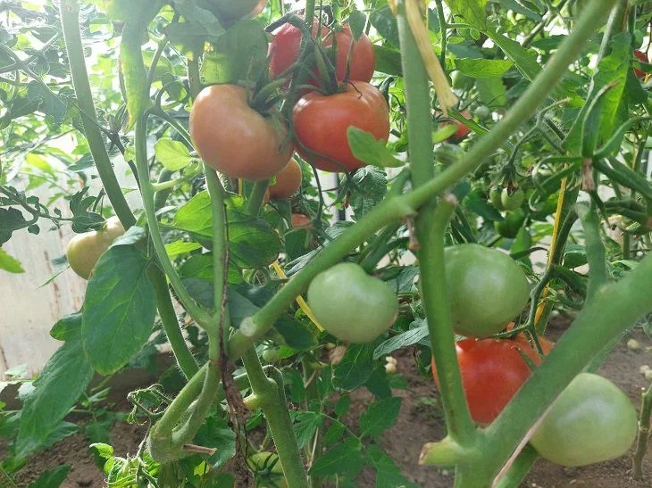 How to cure late blight with wire: a good but little-known method Tomatoes