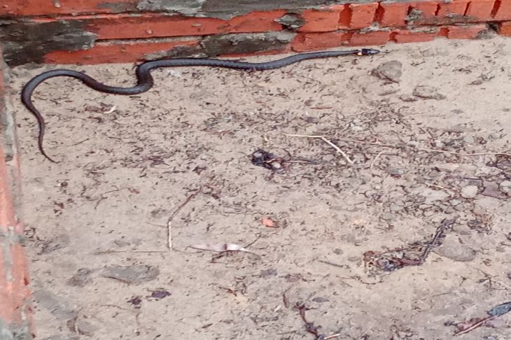 All the snakes are crawling to neighboring plots: why do gardeners scatter rags soaked in gasoline snake