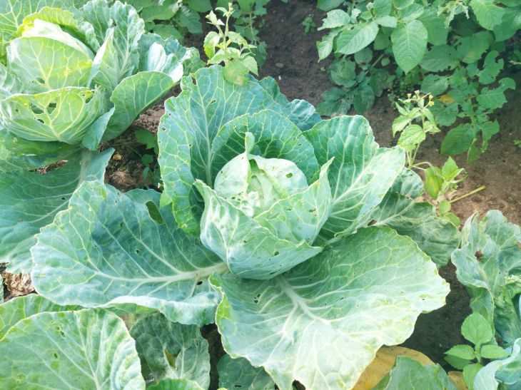 Prohibited combinations: never plant this after cabbage - otherwise everything will rot cabbage