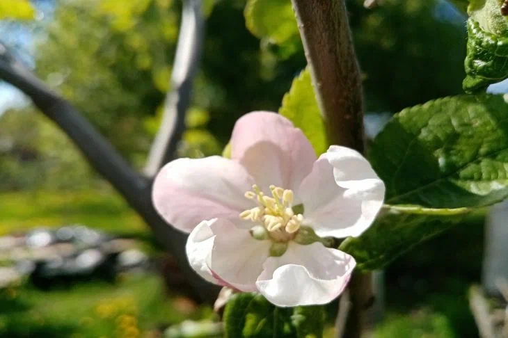 This trick will turn your cottage into a blooming garden: neighbors will beg you to reveal the secret Apple Tree Flower