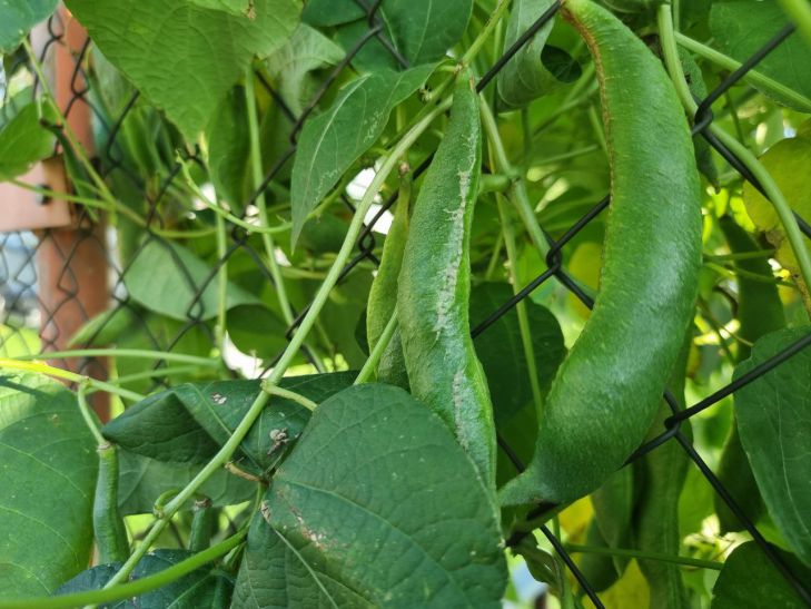 Summer residents, come to your senses: 7 plants that should not be fed with coffee grounds pea