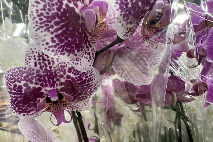 One ampoule per liter of water is enough, and the orchid will release new flower stalks: powerful feeding Orchid