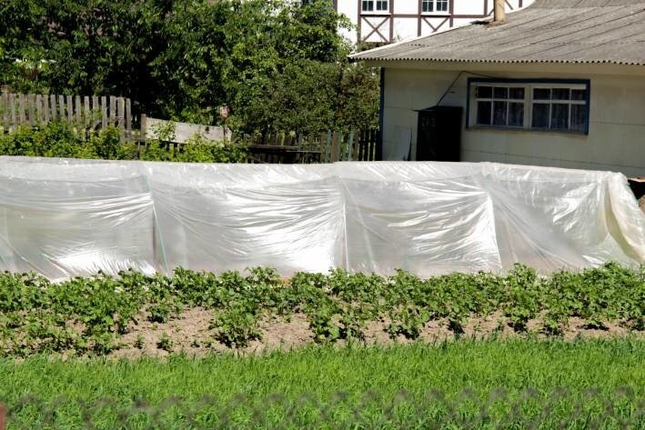 These 2 things will kill your garden in early spring! You shouldn't put them under your plants Greenhouse