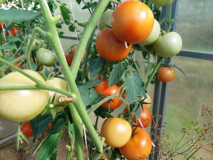 Will bear fruit until frost: 3 high-yielding varieties of tomatoes with long fruiting tomatoes