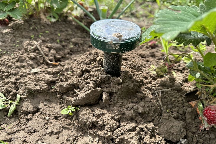 Plants that repel mosquitoes naturally: science-backed choices for a bug-free yard Plants
