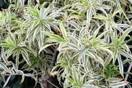 Chlorophytum, Pflanze