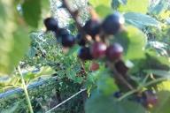 groseille