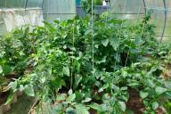 Seedlings Greenhouse
