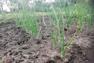 Hriadka onion