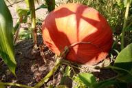 Citrouille